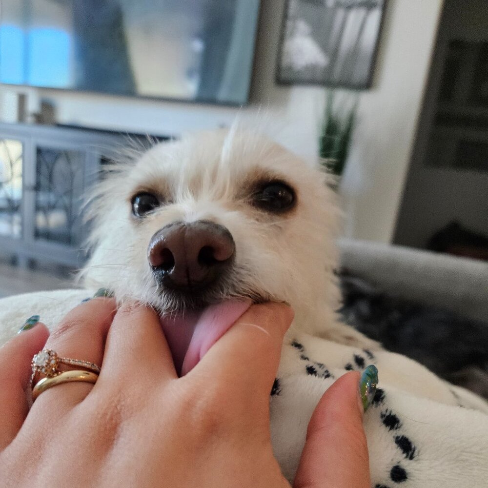 Meet your Posher, Sierra